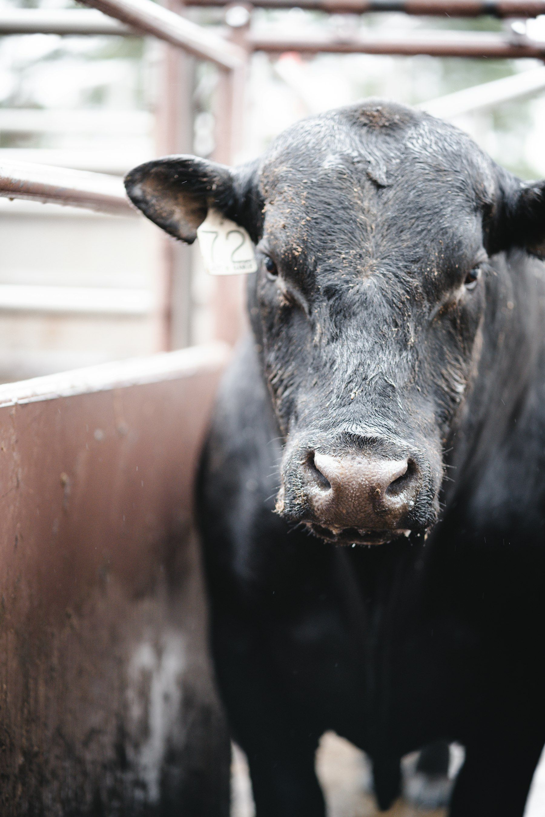 Angus steer in a pen