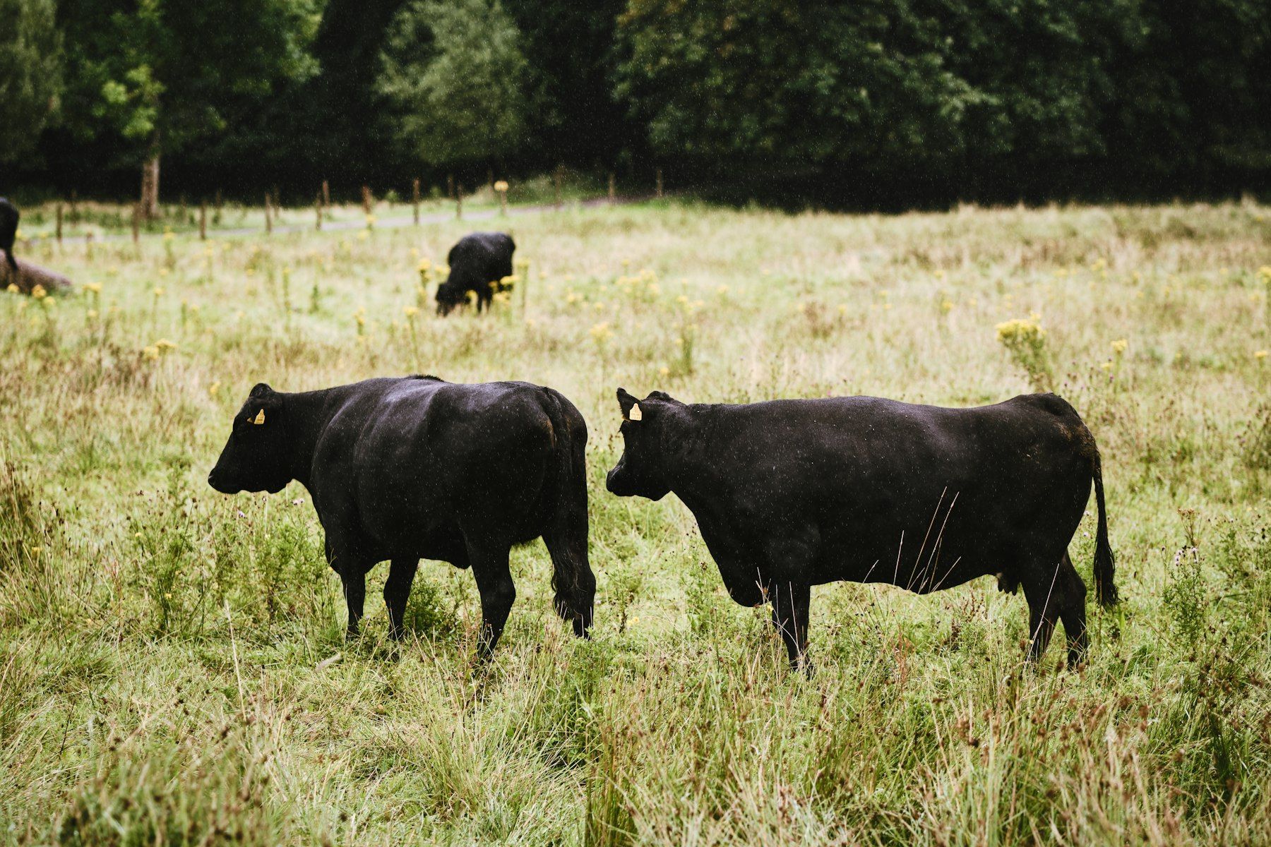 Black Angus cattle grazing on pasture
