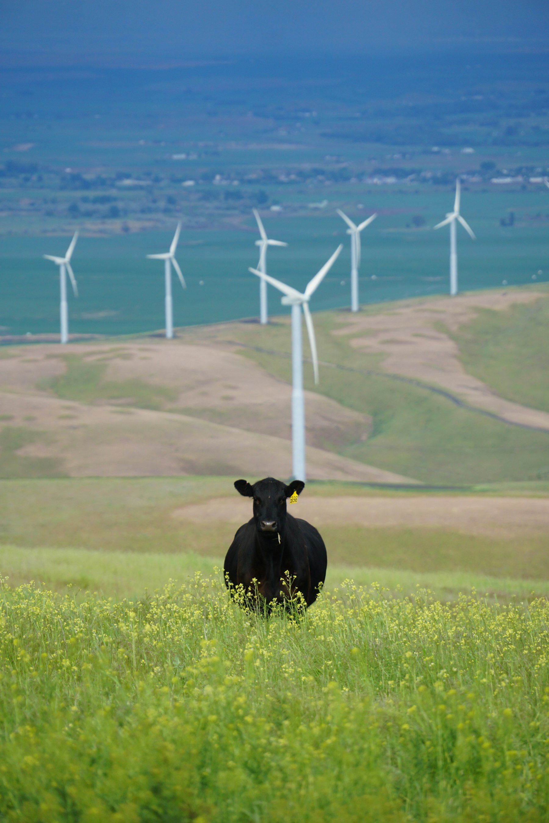 Black cow on open pasture
