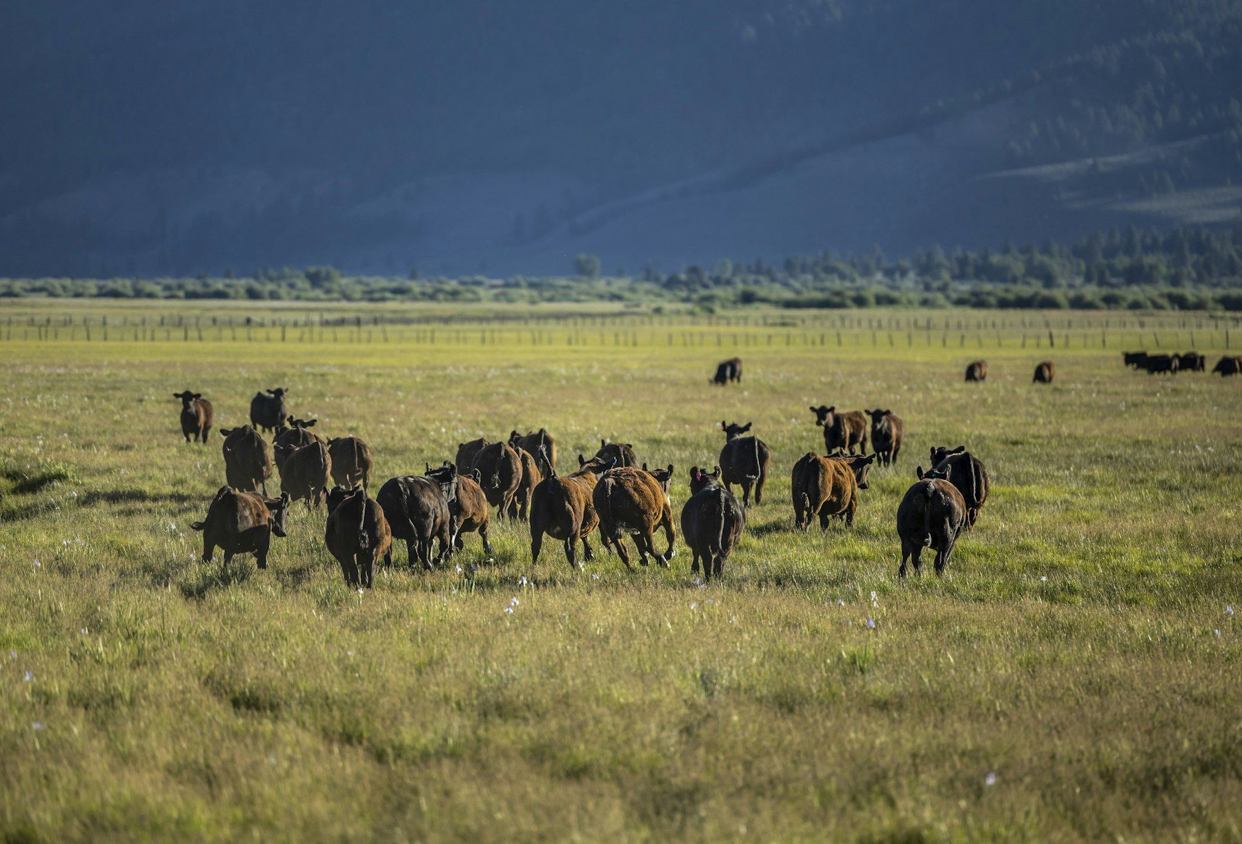 Beef herd grazing