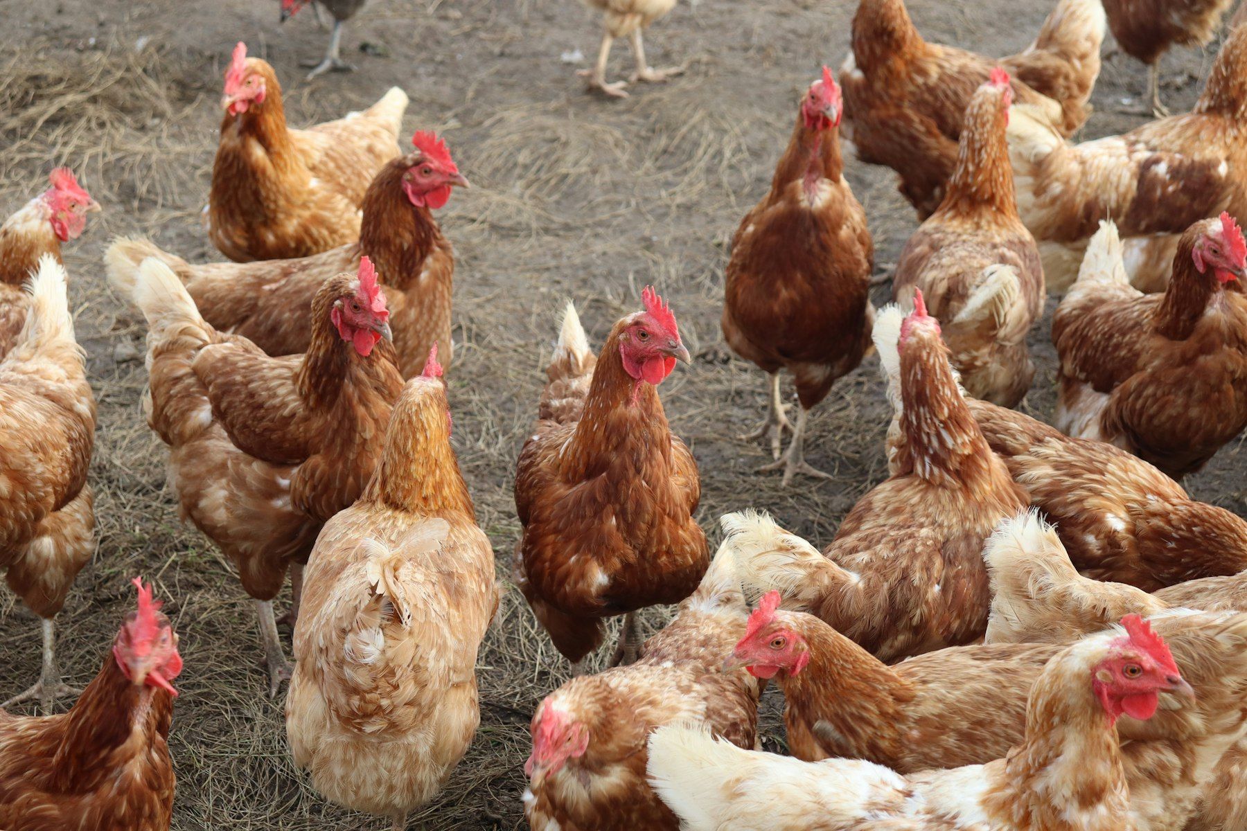 Free-range laying hens