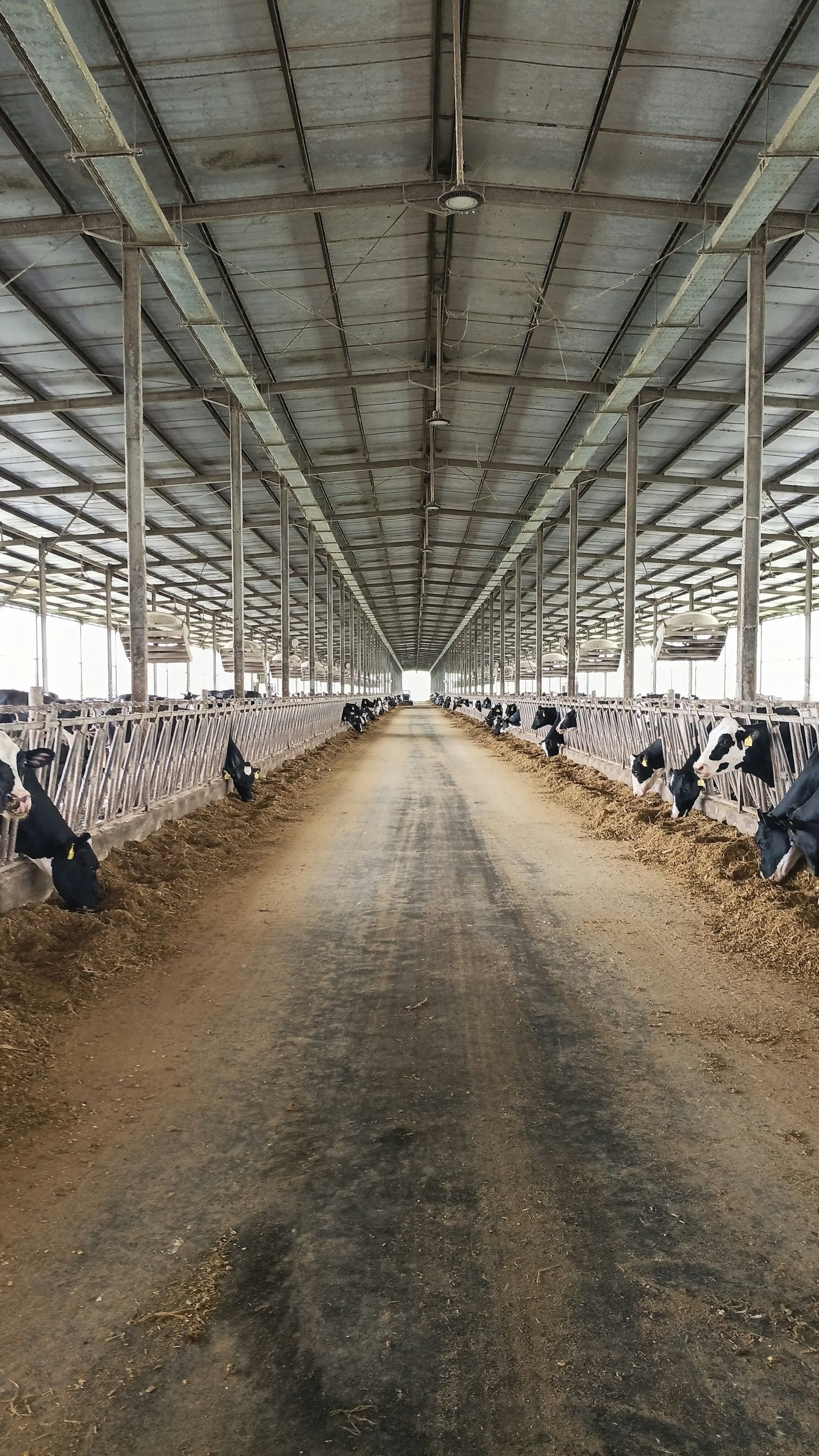 Dairy cows at the feed bunk in a free-stall barn