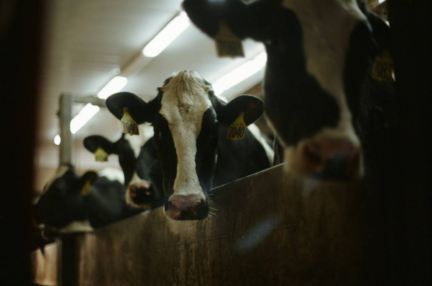 Holstein cows at the feed bunk in a modern free-stall barn