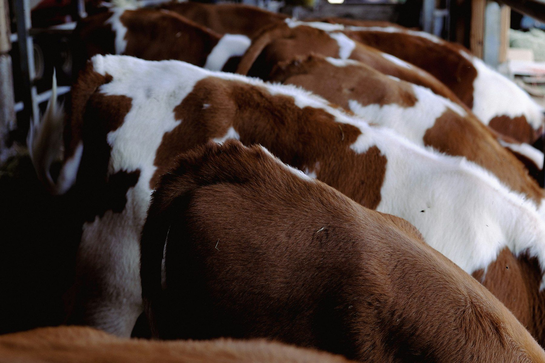 Dairy cows at the feed bunk
