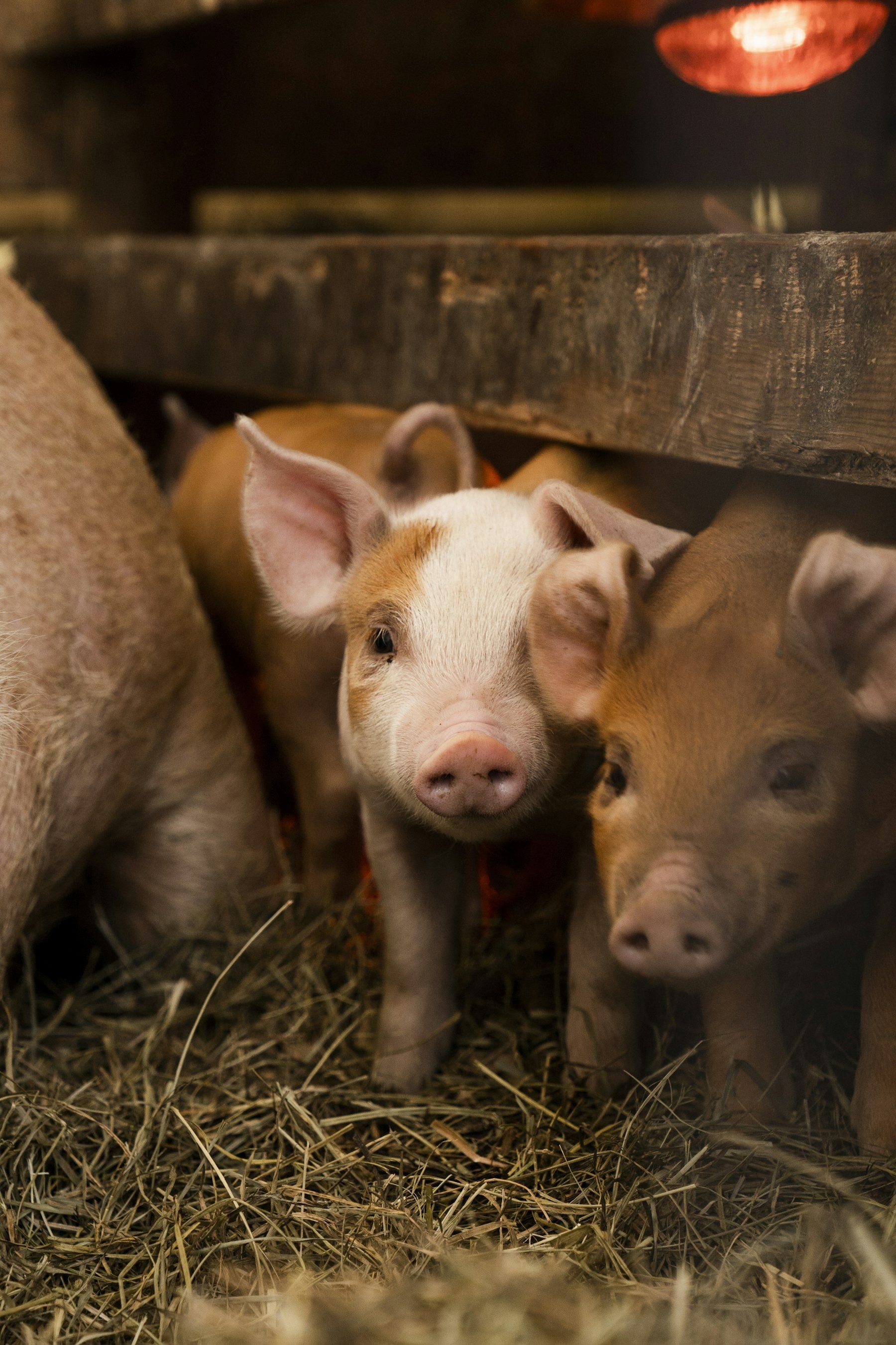 Pigs in a straw pen
