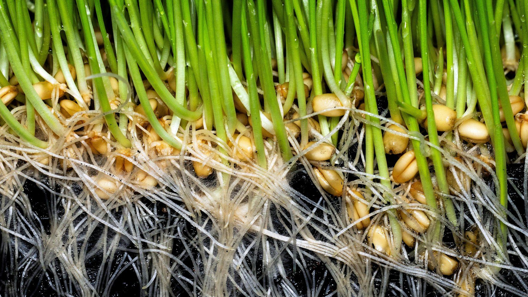 Sprouted barley: root mat, kernels and green shoot
